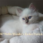 SE*Noble Wonder's Father Patrick