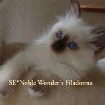 SE*Noble Wonder's Filadonna